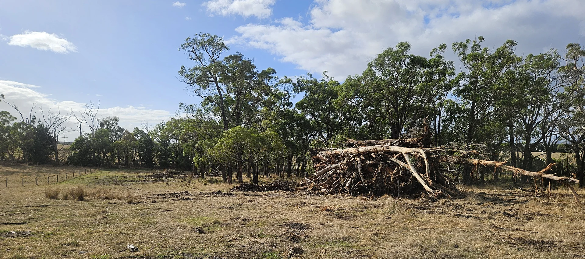 A large pile of fallen tree branches and logs beside a grove of tall green trees under a partly cloudy blue sky.